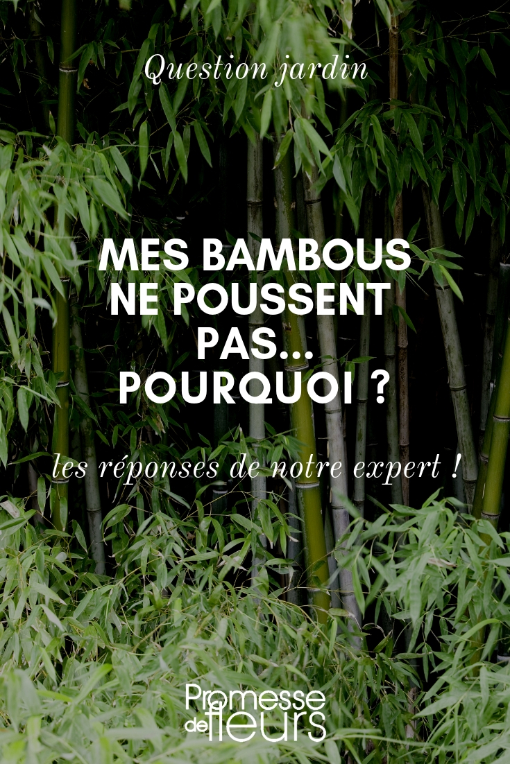 bambous qui ne poussent pas, conseils