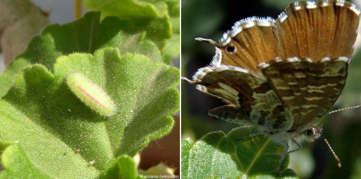 chenille ravageur du pelargonium