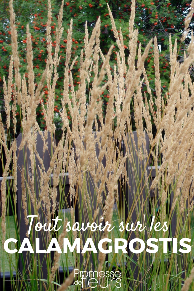 calamagrostis : plantation, tailler, entretien