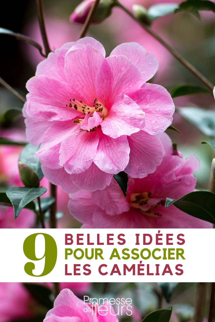 Avec quoi associer les camélias - idées