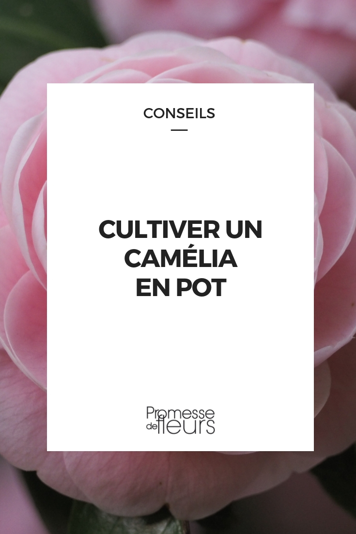 Camélia en pot : choisir, planter et cultiver - Promesse de Fleurs