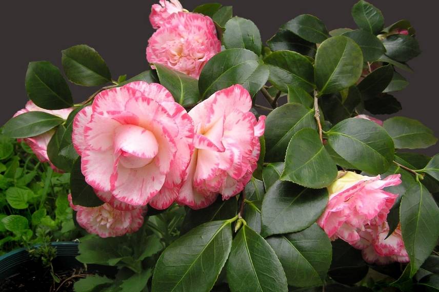 camellia en pot