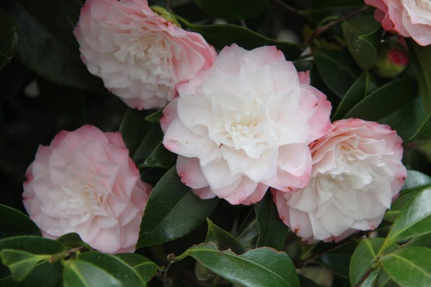 camelia japonica Nuccio Pearl