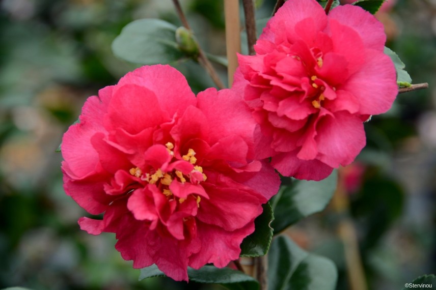 camelia bonanza