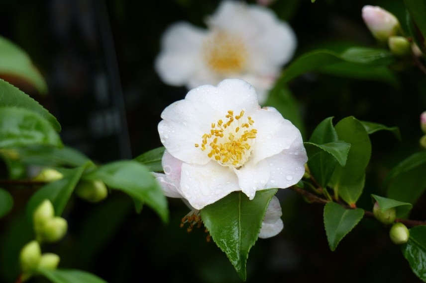 camellia cinnamon scentsation
