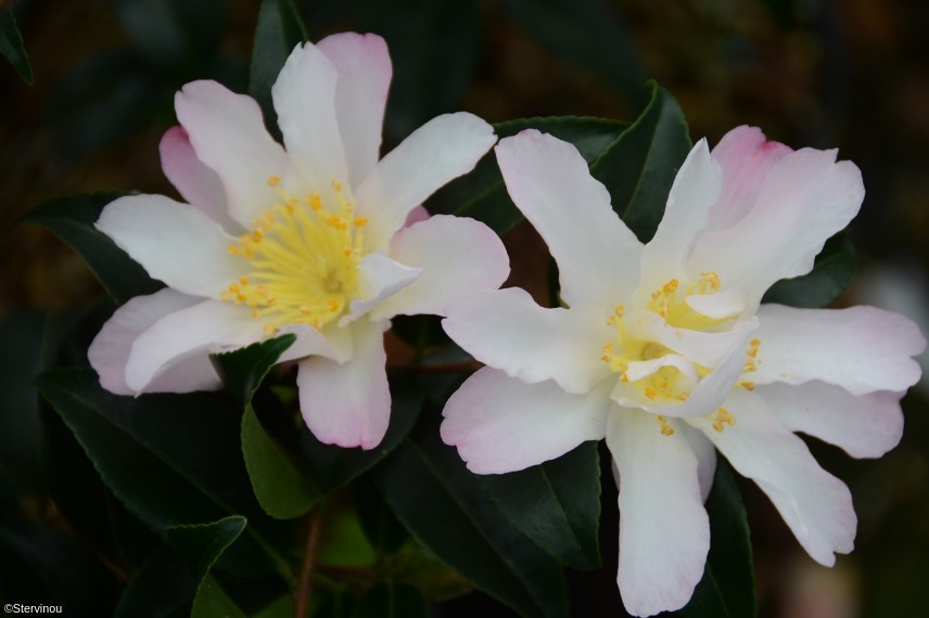 camelia frosted star