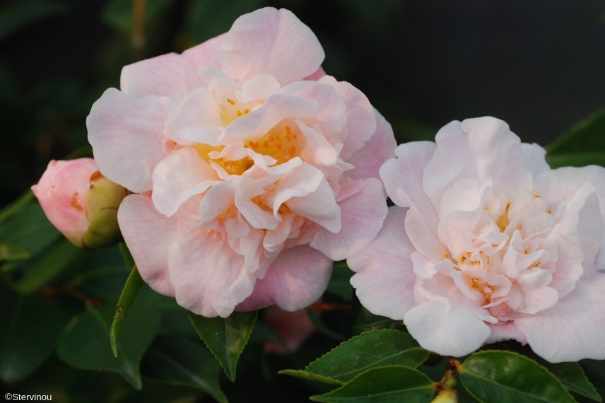 camellia high fragrance