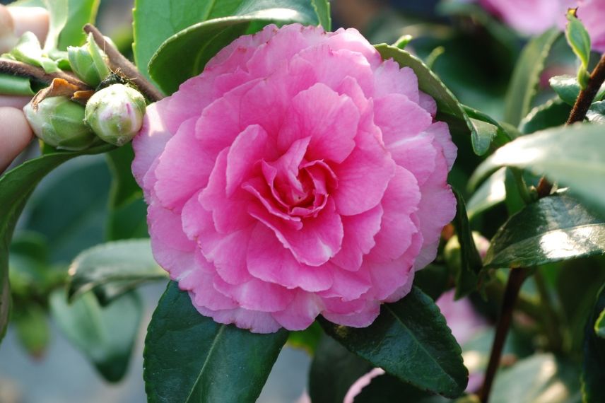 camelia interlude