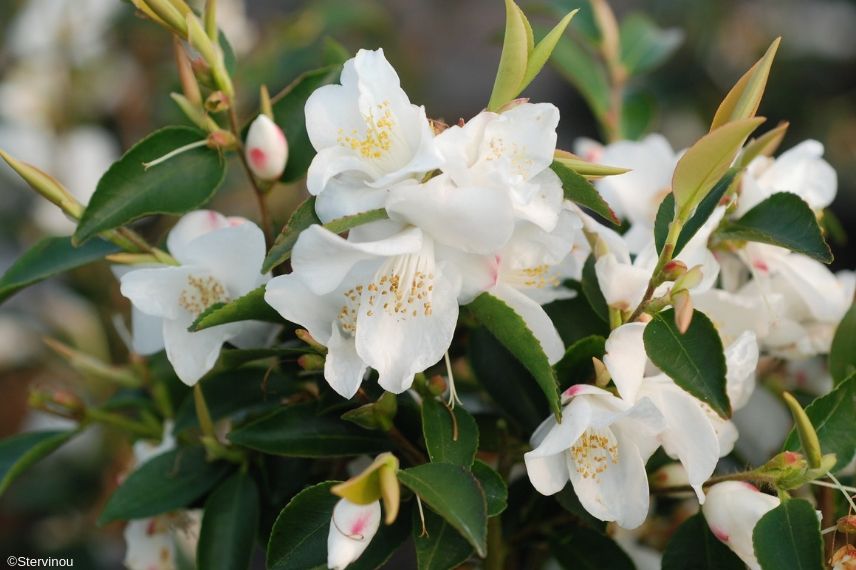 camellia transnokoensis