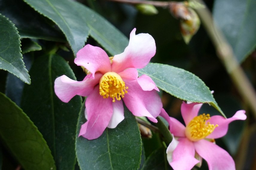 camelia yume