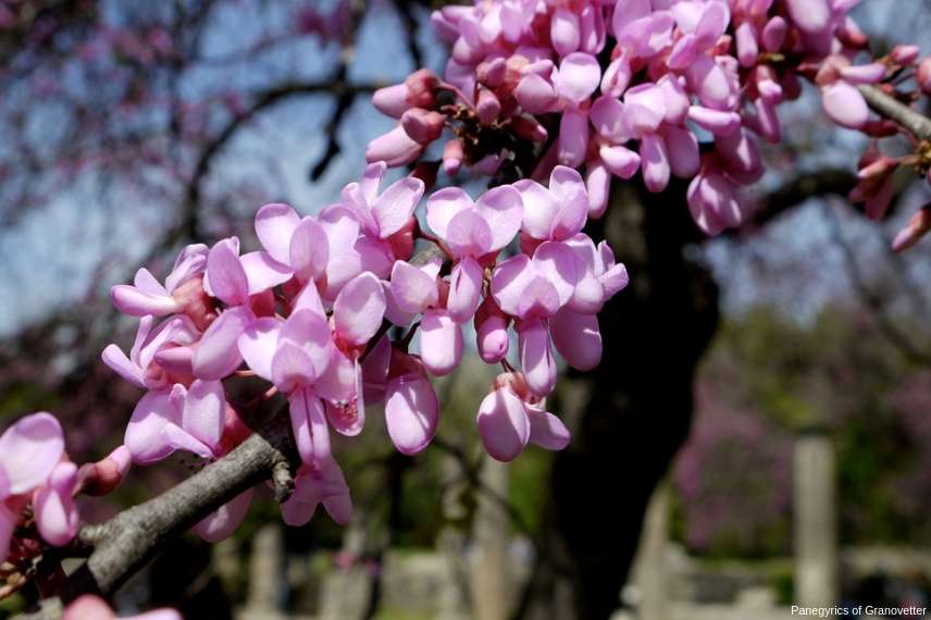 arbre pour petit jardin