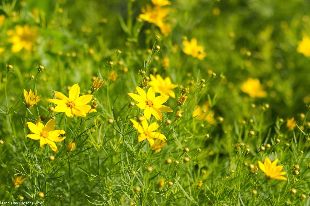 coreopsis