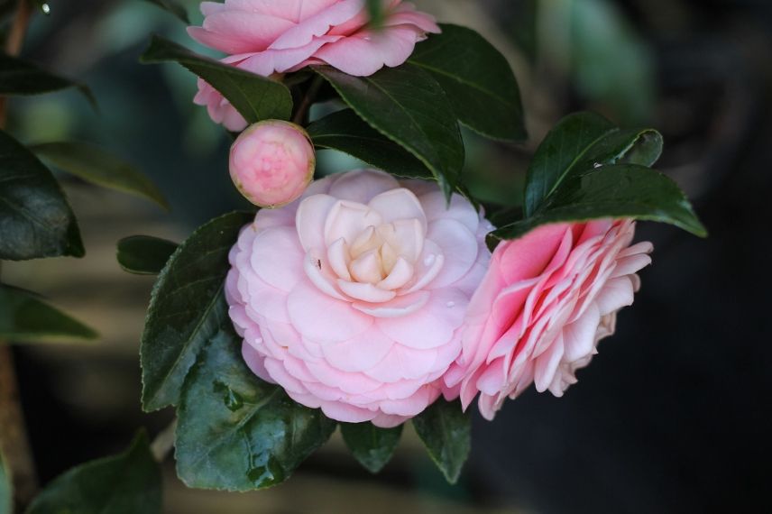 camellia en pot