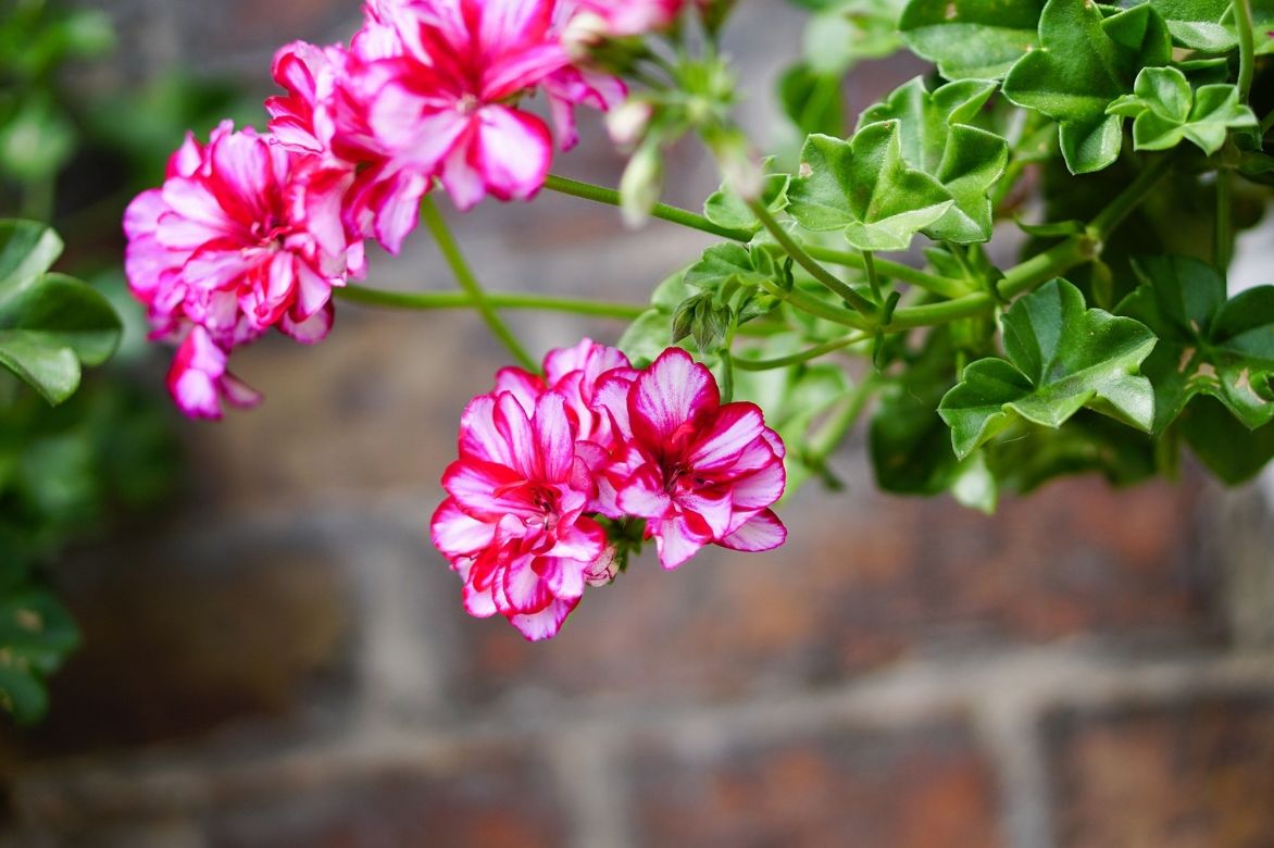 pelargonium