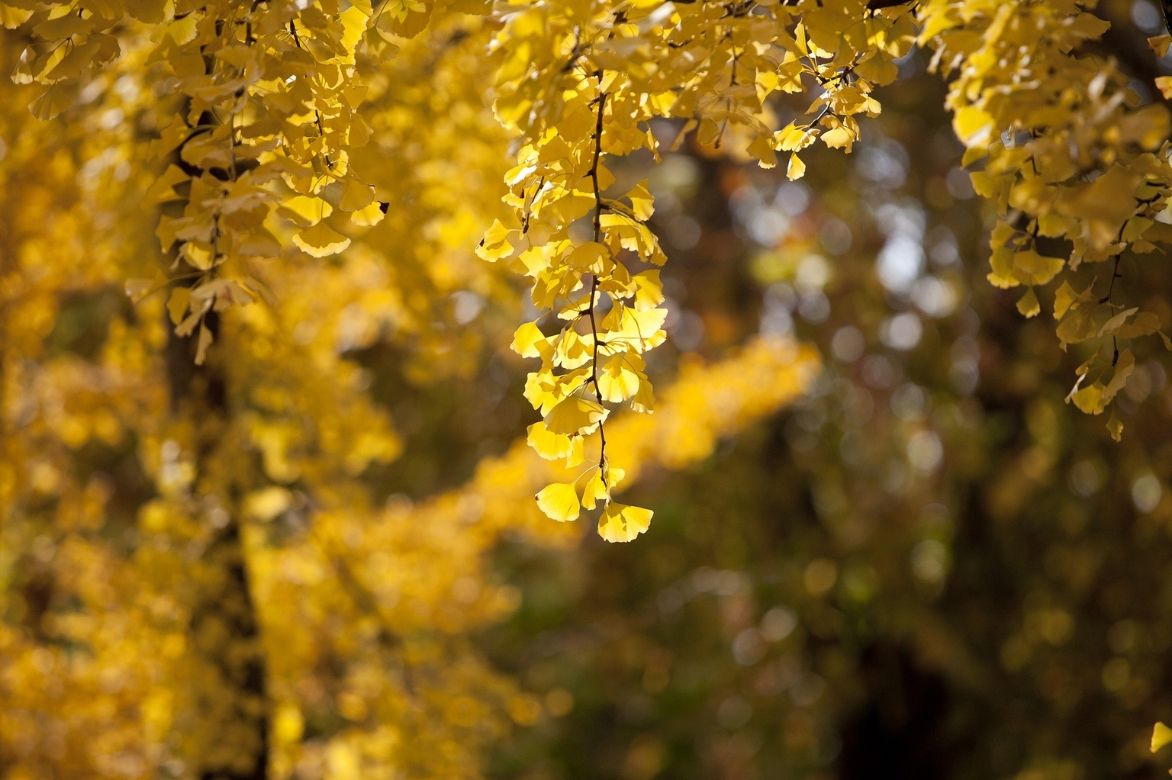 arbre aux 40 écus en automne