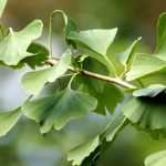 Ginkgo biloba, arbre aux quarante écus : plantation, entretien et utilisation