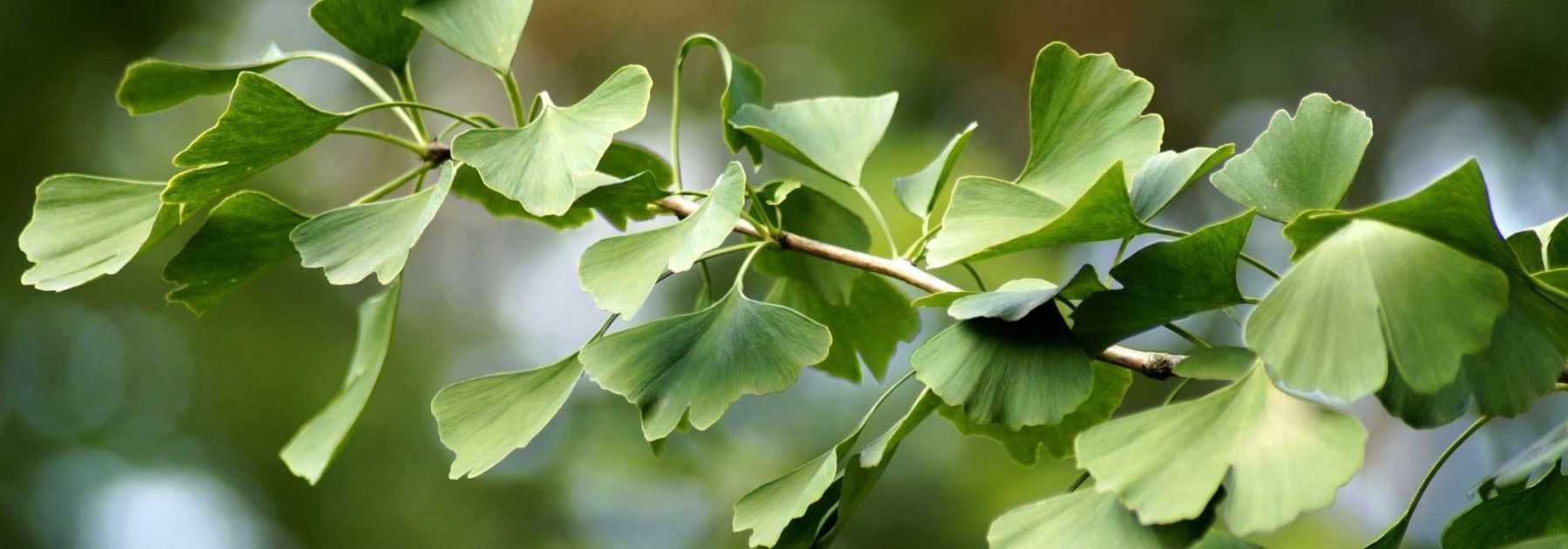 Ginkgo biloba, arbre aux quarante écus : plantation, entretien et utilisation