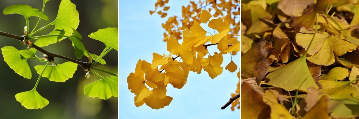 feuilles d'arbre aux 40 écus