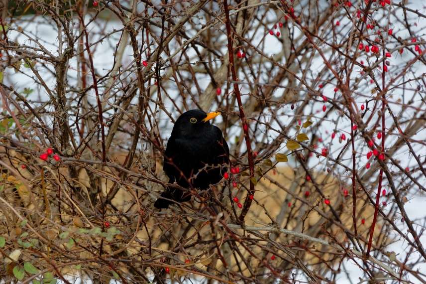 haie pour les oiseaux