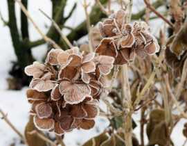 Mon hortensia semble mort... Comment savoir ?