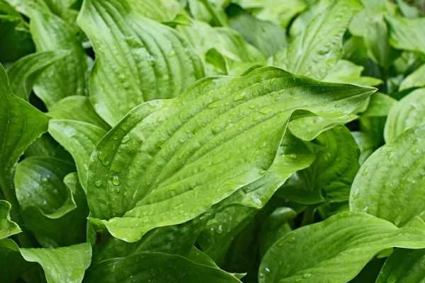 Mon hosta a disparu, mon hosta ne réapparaît pas !