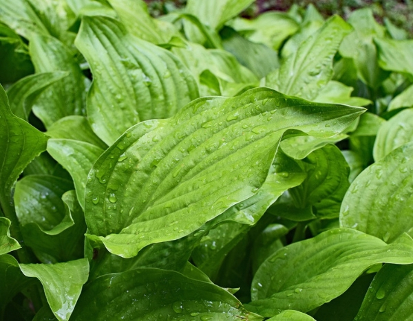 Mon hosta a disparu, mon hosta ne réapparaît pas !