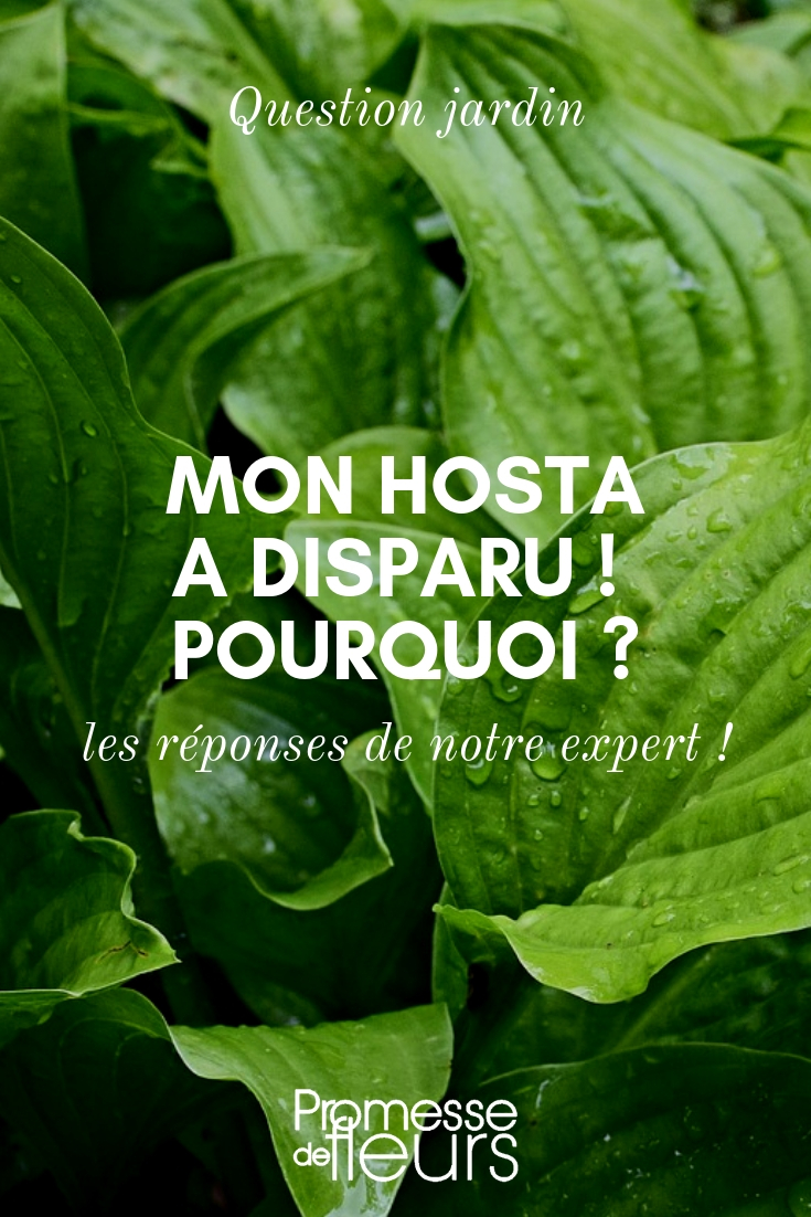 Mon hosta a disparu - question - réponse