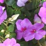 Impatiens, Sunpatiens : planter, semer, entretenir