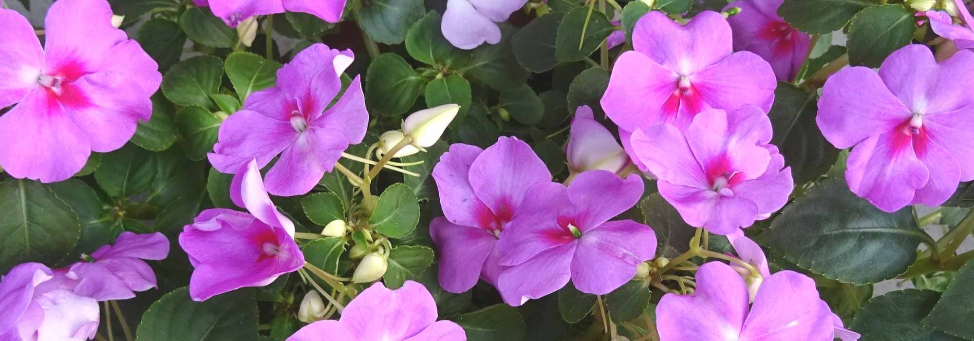 Impatiens, Sunpatiens : planter, semer, entretenir