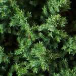 Juniperus, Genévriers : planter, tailler et entretenir