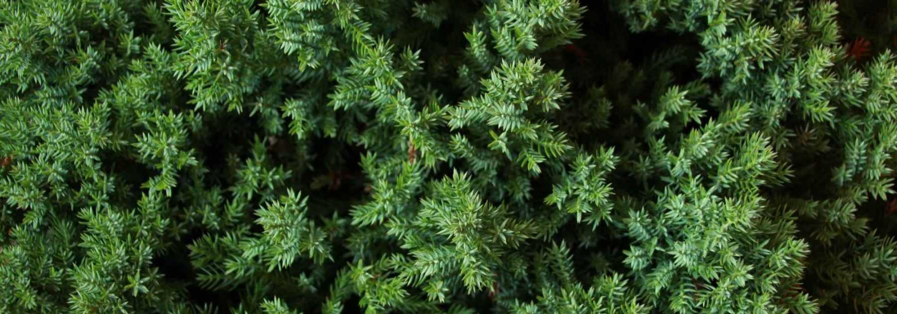 Juniperus, Genévriers : planter, tailler et entretenir