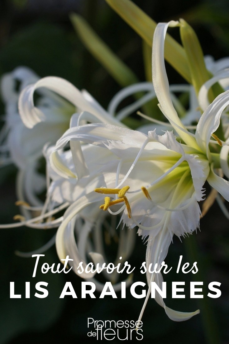 hymenocallis, ismene tout savoir