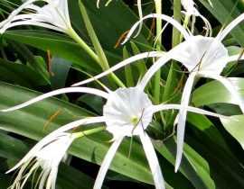 Lys araignée : plantation, culture, entretien
