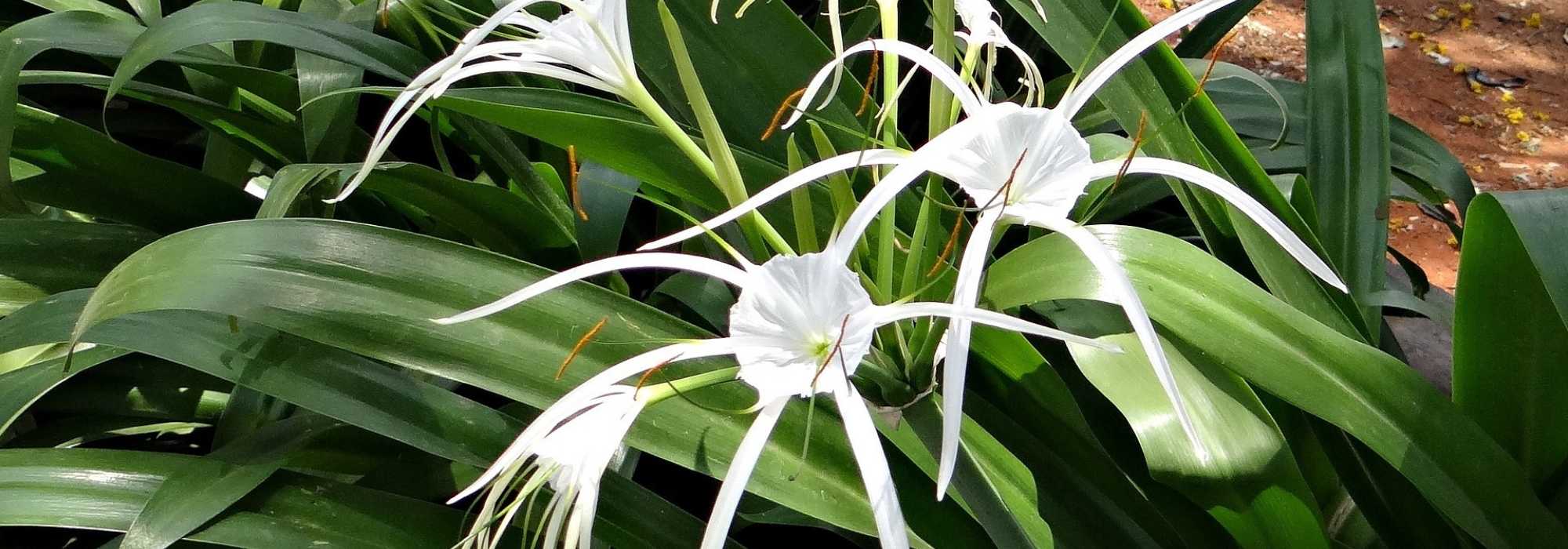 Lys araignée : plantation, culture, entretien