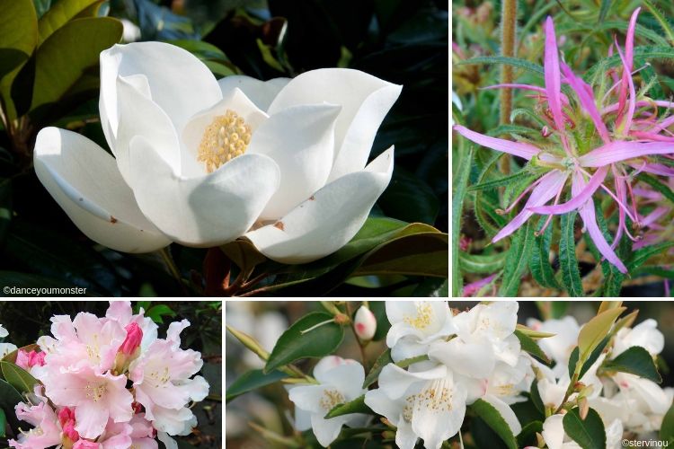 associer le magnolia dd blanchard
