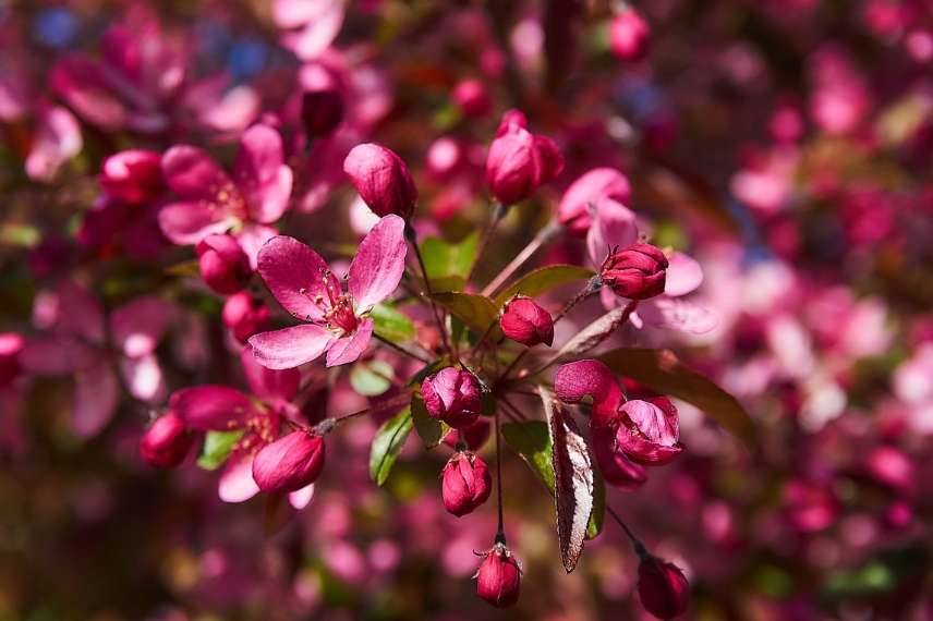 arbre pour petit jardin