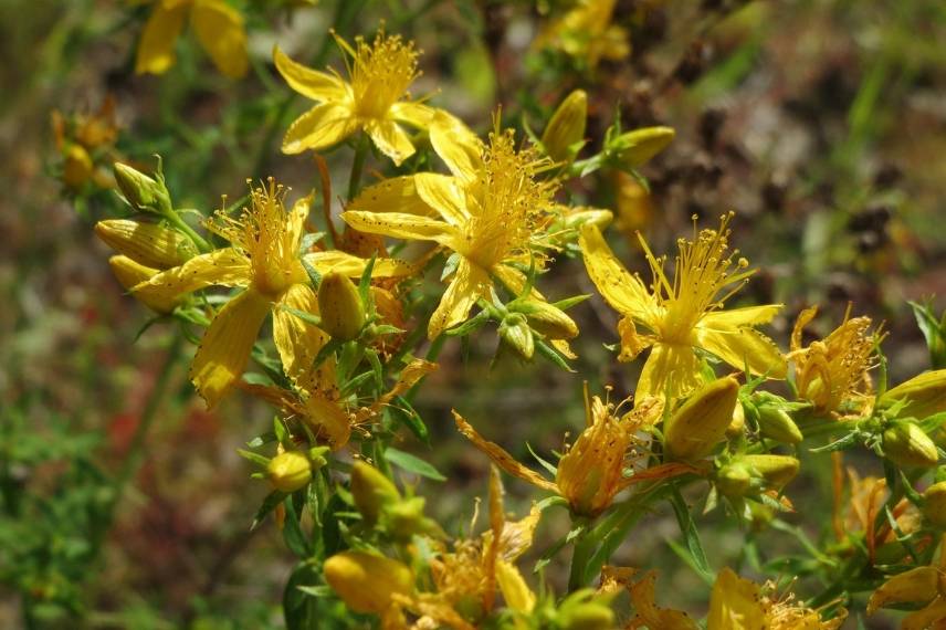 plante medicinale