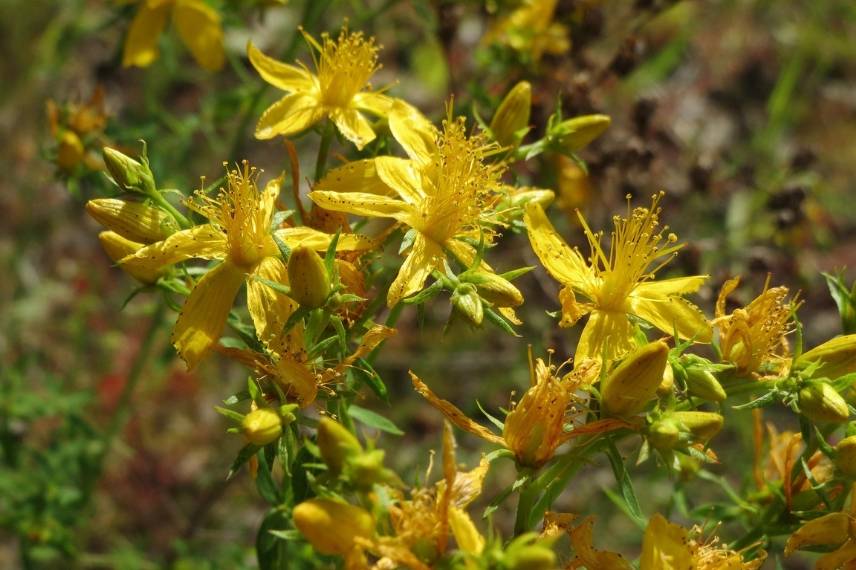 plante medicinale