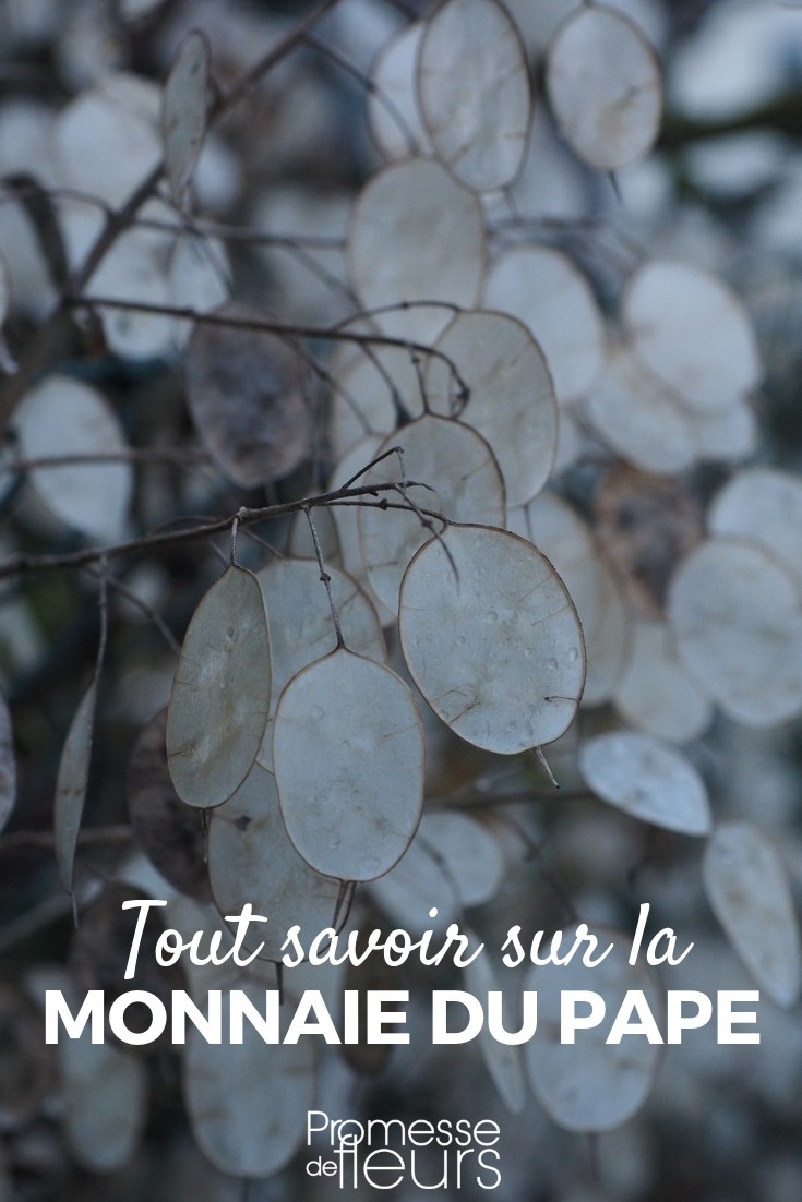 lunaria tout savoir