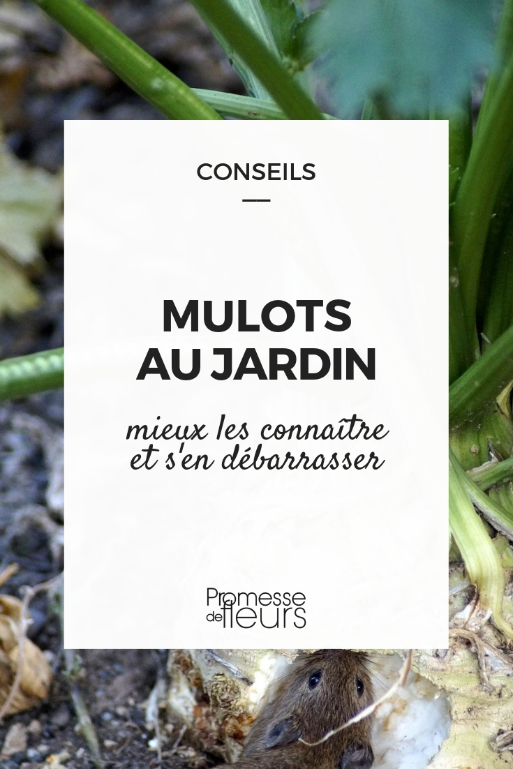 Répulsifs pour chat : Comment les éloigner du jardin ? Promesse de Fleurs