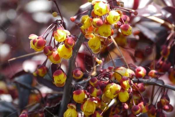 Arbustes : nos nouveautés printemps 2019