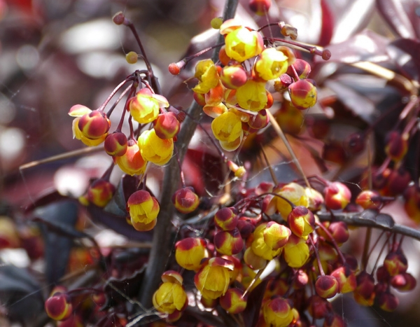 Arbustes : nos nouveautés printemps 2019