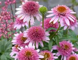 Plantes vivaces, nos nouveautés 2019