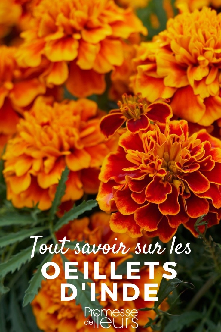 tagetes tout savoir