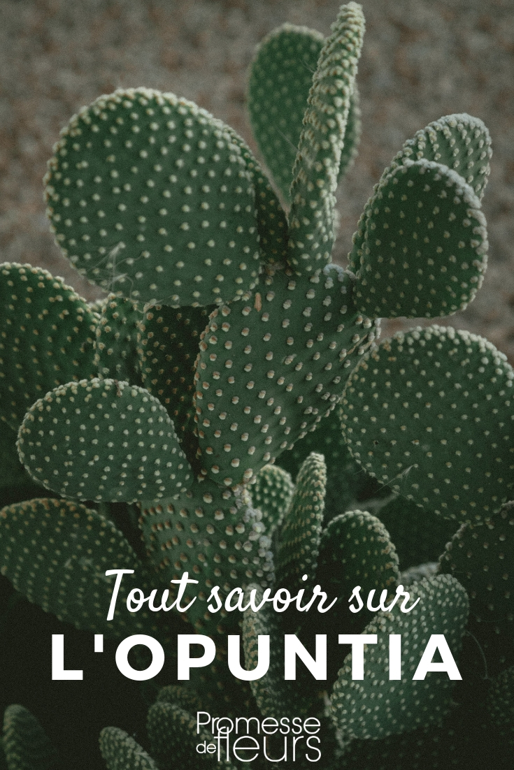 Comment entretenir son cactus ? - Marie Claire