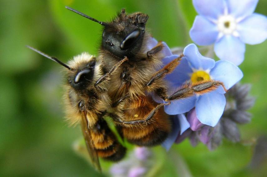 abeilles solitaires