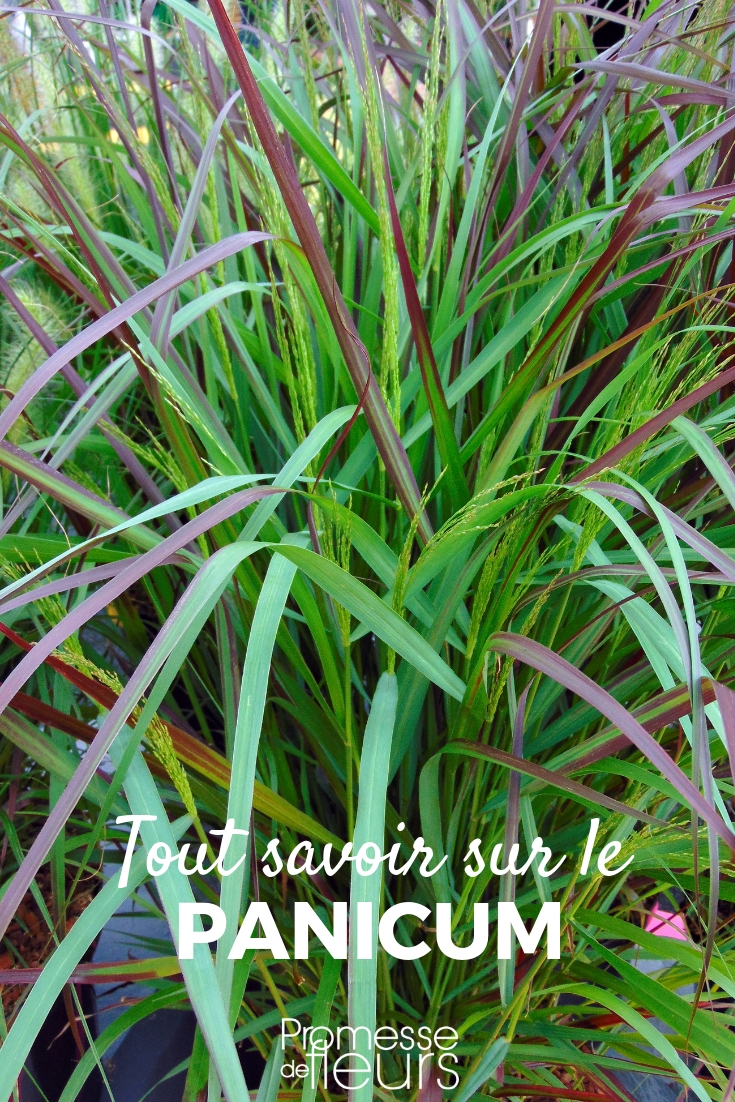 Panicum : plantation, taille, entretien