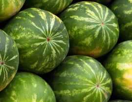 Pastèque : semer, planter, cultiver, récolter