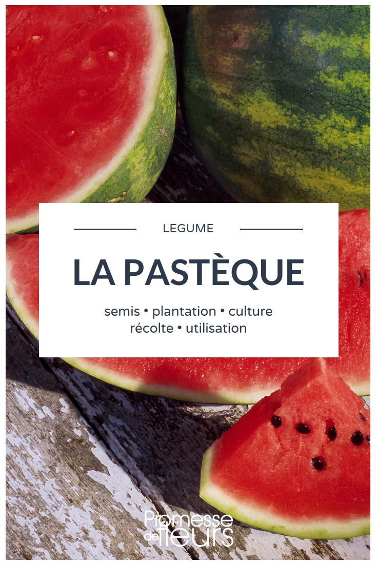 cultiver la pastèque au potager