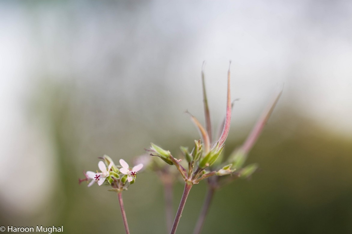 graines de geranium des balcons